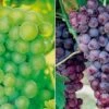 Grape Collection 1 Grape Collection -FruitHaven Shop GRAP CWW3249 A h