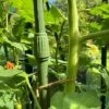 Telescopic Extendable Tomato & Cucumber Climbing Plant Support Stakes -FruitHaven Shop GSK2270TOMATO201000X100020653KB