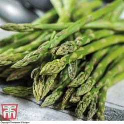 Asparagus Collection (Spring Planting) 10 Asparagus Collection (Spring Planting) -FruitHaven Shop Gijnlim Asparagus2
