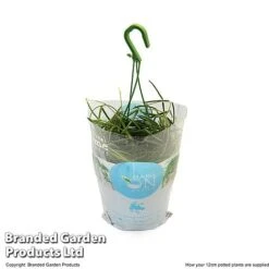 Hoya Linearis -FruitHaven Shop HOYA LINEA12CM T48001