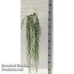 Hoya Linearis -FruitHaven Shop HOYA LINEARIS KF1285 A