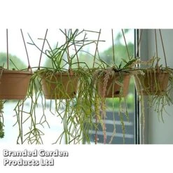 Hoya Linearis -FruitHaven Shop HOYA LINEARIS KF1285 B