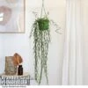 Hoya Linearis -FruitHaven Shop HOYA LINEARIS T48002