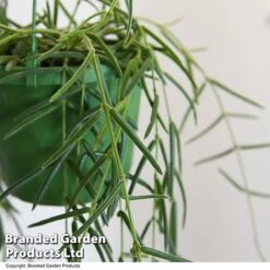 Hoya Linearis -FruitHaven Shop HOYA LINEARIS T48003