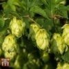 Humulus Lupulus -FruitHaven Shop HUMU 56076 A