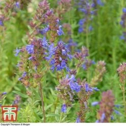 Hyssopus Officinalis 10 Hyssopus Officinalis -FruitHaven Shop HYSS T58384 B