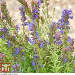 Hyssopus Officinalis 11 Hyssopus Officinalis -FruitHaven Shop HYSS T58384 C