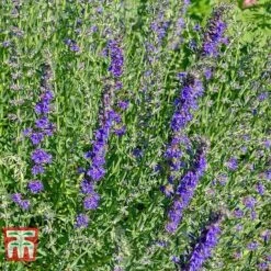 Hyssopus Officinalis 12 Hyssopus Officinalis -FruitHaven Shop HYSS T58384 D