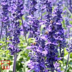 Hyssopus Officinalis 13 Hyssopus Officinalis -FruitHaven Shop HYSS T58384 F