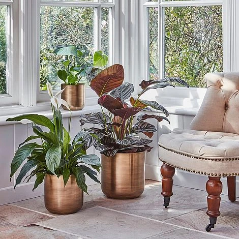 Indoor Chelsea Brass Planter H26Cm D25Cm 4 Indoor Chelsea Brass Planter H26Cm D25Cm - Image 2