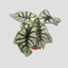 Alocasia Silver Dragon 2 Alocasia Silver Dragon -FruitHaven Shop IMG 20210708 165812 PhotoRoom