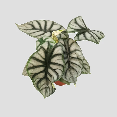 Alocasia Silver Dragon 3 Alocasia Silver Dragon