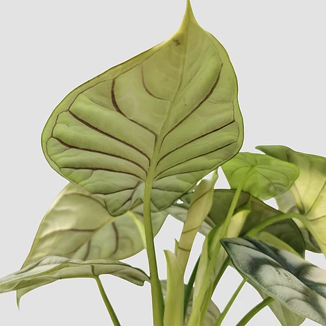 Alocasia Silver Dragon 5 Alocasia Silver Dragon - Image 3