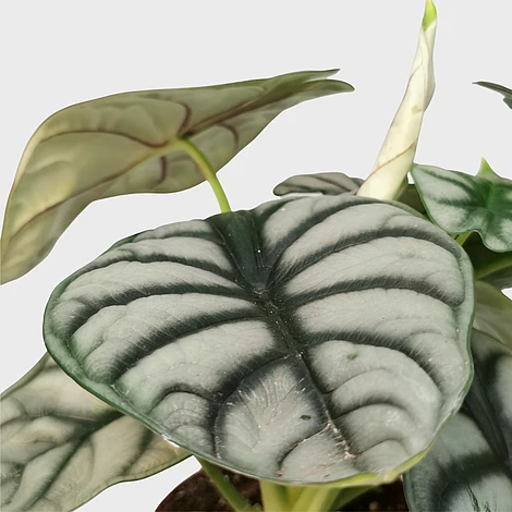 Alocasia Silver Dragon 4 Alocasia Silver Dragon - Image 2