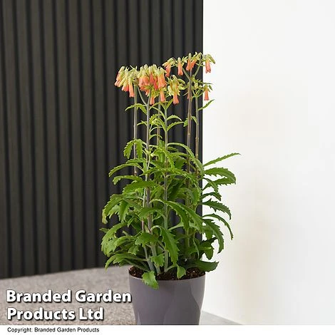 Kalanchoe Blossfeldiana 'Lucky Bells' 3 Kalanchoe Blossfeldiana 'Lucky Bells'