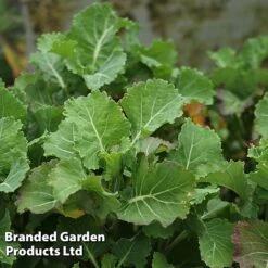 Kale 'Daubenton's Green' -FruitHaven Shop KALE DAUBGREEN S493261