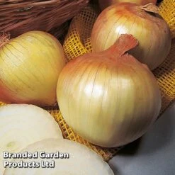 Onion Triple Pack (Autumn Planting) -FruitHaven Shop KC2347 3