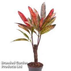 Houseplant Tropical Mix 16 Houseplant Tropical Mix -FruitHaven Shop KF0878 MIXD TROPIC6CM A