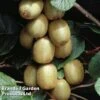 Kiwi 'Hayward' 2 Kiwi 'Hayward' -FruitHaven Shop KIWI HAYWARD H22701
