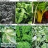 Late Cropping Brassicas 'Our Collection' -FruitHaven Shop LATE KC2383