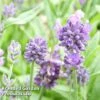 Lavender 'Dwarf Blue' 2 Lavender 'Dwarf Blue' -FruitHaven Shop LAVA KC9115 A1