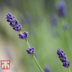 Lavender 'Imperial Gem' -FruitHaven Shop LAVE T80302 D