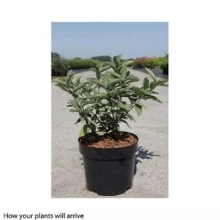 Lonicera Kamtschatica 'Myberry Sweet' 5 Lonicera Kamtschatica 'Myberry Sweet' -FruitHaven Shop LONI T66336 B h