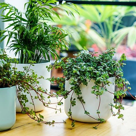 Lisbon Planter White H26Cm D26Cm 4 Lisbon Planter White H26Cm D26Cm - Image 2