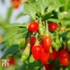 Goji Berry 'Sweet Lifeberry' 1 Goji Berry 'Sweet Lifeberry' -FruitHaven Shop LYCI T66348 C