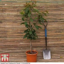 Cherry 'Summer Sun' 7 Cherry 'Summer Sun' -FruitHaven Shop MATT CHERRY DEL G12