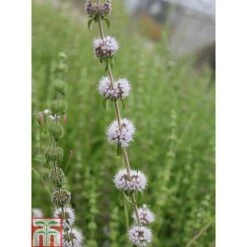 Mentha Pulegium (Marginal Aquatic) -FruitHaven Shop MENT T78348 C h