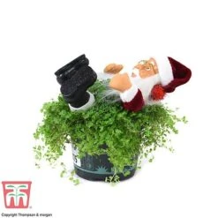 'Mind Your Own Business' Santa - Gift 9 'Mind Your Own Business' Santa - Gift -FruitHaven Shop MIND WGKB7085 D