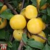 Plum 'Mirabelle Golden Sphere' -FruitHaven Shop MIRA TKA1925 A