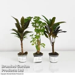 Houseplant Tropical Mix 14 Houseplant Tropical Mix -FruitHaven Shop MIXD TROPIC6CM T42638 A