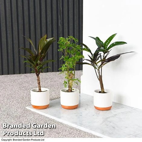 Houseplant Tropical Mix 4 Houseplant Tropical Mix - Image 2