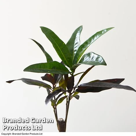 Houseplant Tropical Mix 10 Houseplant Tropical Mix - Image 8