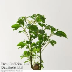 Houseplant Tropical Mix 20 Houseplant Tropical Mix -FruitHaven Shop MIXD TROPICALH T42648 A