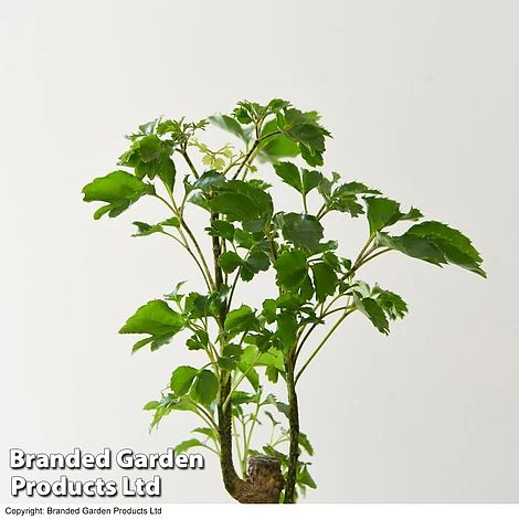 Houseplant Tropical Mix 11 Houseplant Tropical Mix - Image 9