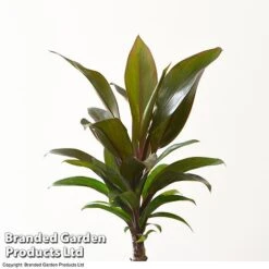 Houseplant Tropical Mix 21 Houseplant Tropical Mix -FruitHaven Shop MIXD TROPICALH T42650 A