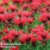Monarda 'Cambridge Scarlet' 1 Monarda 'Cambridge Scarlet' -FruitHaven Shop MONA 64422 A