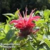 Monarda 'Croftway Pink' 2 Monarda 'Croftway Pink' -FruitHaven Shop MONA 64424 A