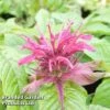 Monarda 'Mahogany' 2 Monarda 'Mahogany' -FruitHaven Shop MONA KA5873 A