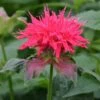Monarda 'Pink Supreme' 2 Monarda 'Pink Supreme' -FruitHaven Shop MONA T64436 A h