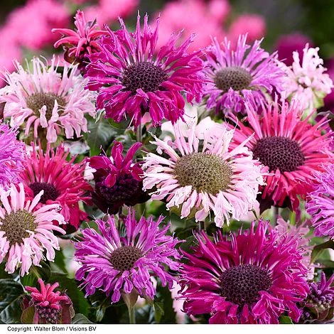 Monarda 'Elegant' Collection 3 Monarda 'Elegant' Collection