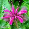 Monarda 'Mohawk' -FruitHaven Shop MONA MOHAWK1