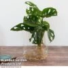 Monstera Adansonii In Kingston Vase -FruitHaven Shop MONS ADANSONII T39645