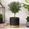 Myrtus Communis Stem - Gift -FruitHaven Shop MYRT KB3776 A1