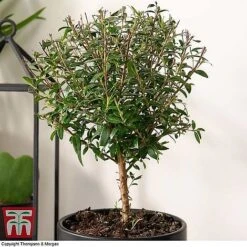 Myrtus Communis Stem - Gift -FruitHaven Shop MYRT KB3776 B1