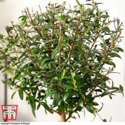 Myrtus Communis Stem - Gift -FruitHaven Shop MYRT KB3776 C1