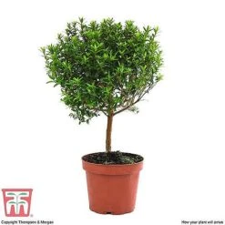 Myrtus Communis Stem - Gift -FruitHaven Shop MYRT KB3776 E1